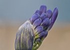 Agapanthus Budburst - Ann Woolhouse (open)